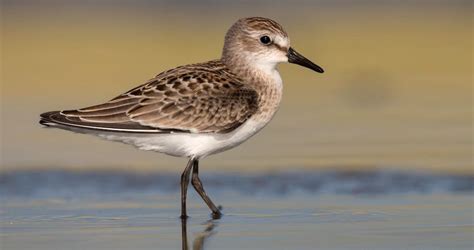 Semipalmated Sandpiper Identification, All About Birds, Cornell Lab of ...