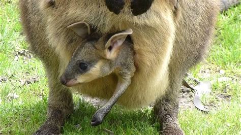 Baby Kangaroo in Pouch - YouTube