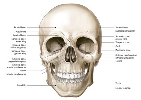 Orbital Surface Of Sphenoid