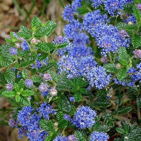 Ceanothus 'Puget Blue | On a 90cm Cane in a 3L Pot – Roots Plants