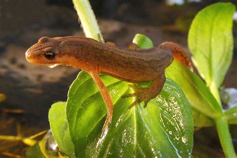 Smooth Newt (Triturus vulgaris) - Brilliant Creation