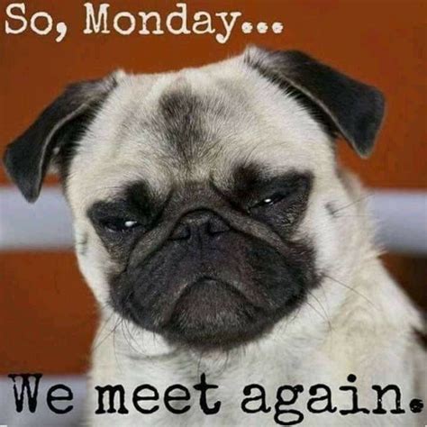 Pin by Michelle Stewart on Days of the week in 2020 | Funny monday ...