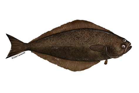 Atlantic Halibut | NOAA Fisheries