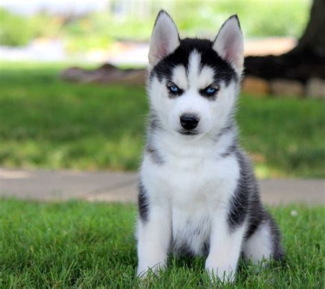 Pin on Husky Siberiano