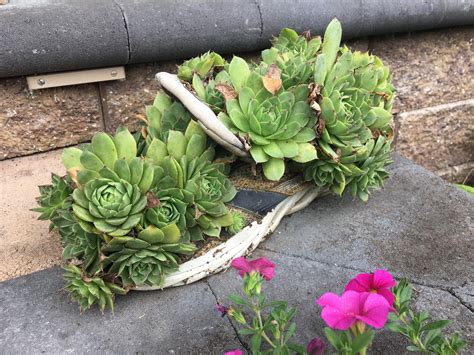 My Dad's patio has some cool plants : r/gardening