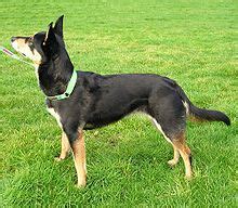 Australian Kelpie - Wikipedia