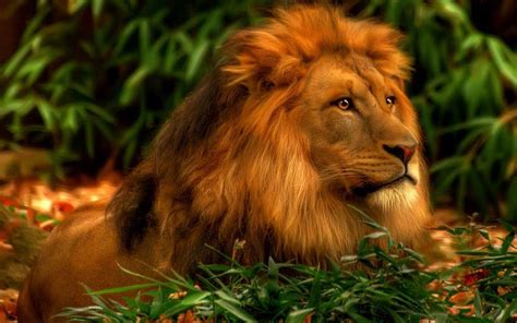 HD Wallpapers Lion Group (86+)