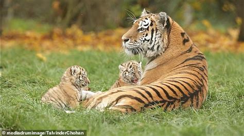 Adorable moment two newborn tiger cubs play with their mother who has ...