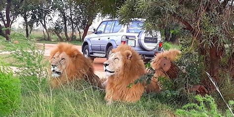 Lion Park South Africa | Africa Moja Tours