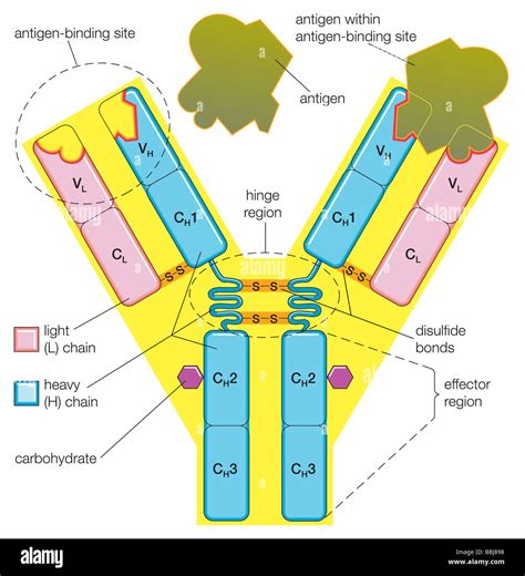 Antibody Antigen Diagram