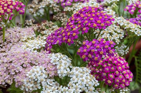 13 of the Best Yarrow Varieties for the Home Garden | Gardener’s Path