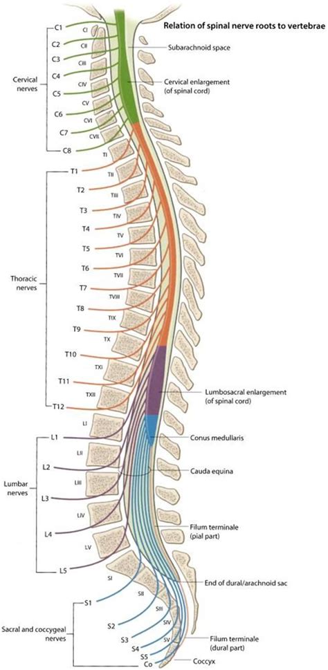 Spinal cord and cauda equina. Note that the spinal cord ends at about ...