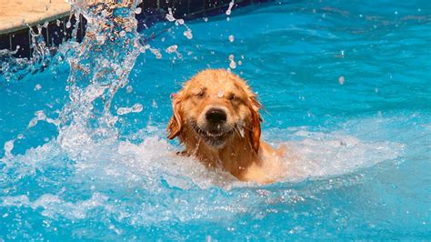 Dogs love playing in Water #107 - YouTube