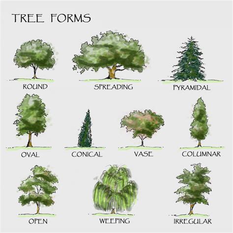 Tree Shapes - Organically Green