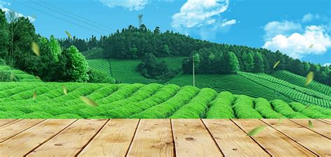 Tea Garden Background Images, HD Pictures and Wallpaper For Free ...