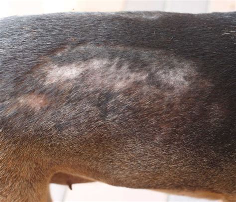 My Dog Lost Hair But Doesn't Itch or Scratch: Top Causes [Vet Answer]