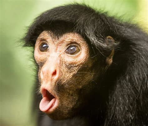 Funny Monkey Pics, Monkey Meme, HD wallpaper | Peakpx