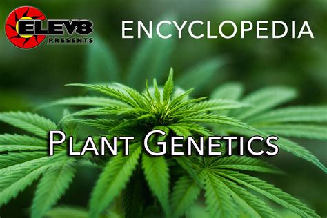 Plant Genetics – Elev8 Presents