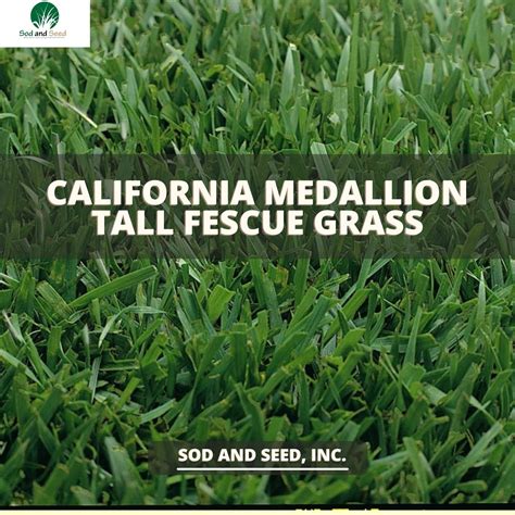 Medallion Tall Fescue Sod – Sod and Seed