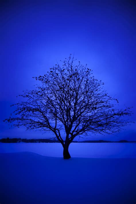 12/365 Blue winter | Paesaggi, Arte blu, Sfumature di blu