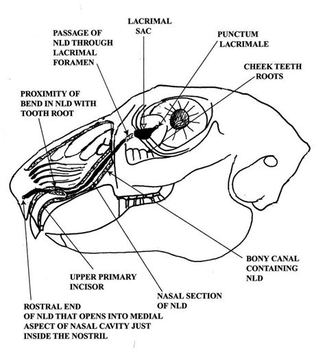 Nasolacrimal Duct Anatomy