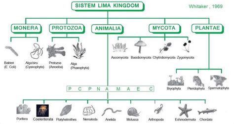 Klasifikasi Makhluk Hidup 5 Kingdom Berdasarkan Whittaker - Atap Ilmu