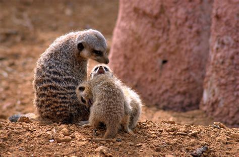 Meerkat Family Photo by uglybugga on DeviantArt