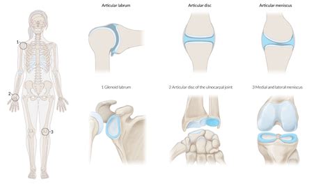 Types Of Diarthrosis Joints