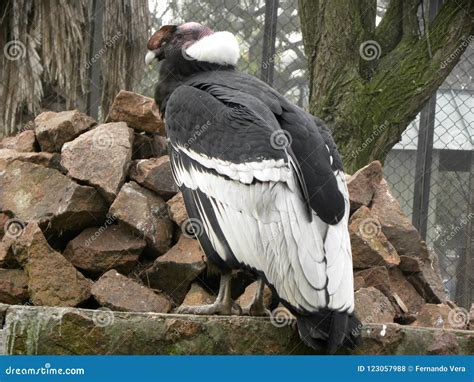 An Andean Condor Vultur Gryphus in the Zoo Stock Photo - Image of ...