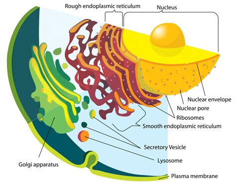 What Is The Function Of The Lysosome - slideshare