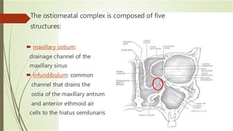 Surgical anatomy of osteomeatal complex