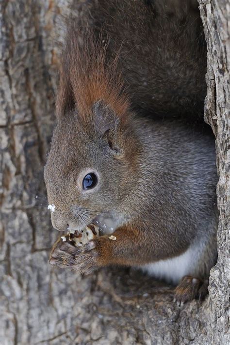 Tree Squirrel | Squirrel, Tree, Animals