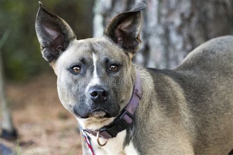 Akita Mastiff Mix Breed Dog with Big Ears and Purple Collar Outside on ...