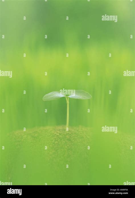 Water drop from sprout Stock Photo - Alamy