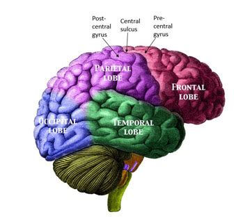 Cerebrum | Location, Function & Structure - Lesson | Study.com