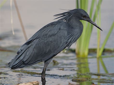 Birds of The World: Egrets (Ardeidae)