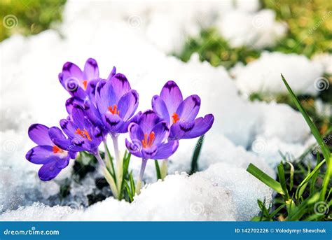 Crocus Snow Images - Download 6,563 Royalty Free Photos - Page 24