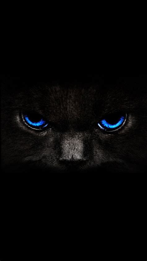 Black Cat IPhone 5 Wallpaper | Cat with blue eyes, Cute black cats ...