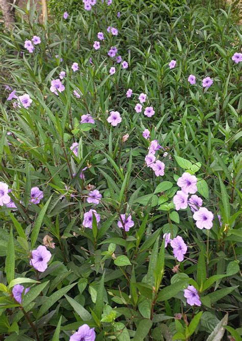 Ruellia simplex