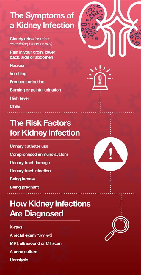 Kidney Infections: The Symptoms and Solutions – The Amino Company