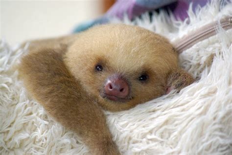 🔥 [40+] Baby Sloth Wallpapers | WallpaperSafari