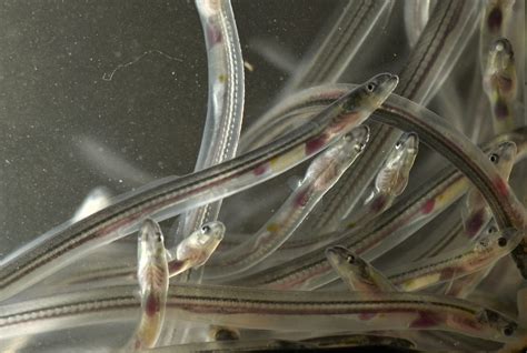 'Second life': 400,000 endangered glass eels released into wild