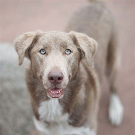 10 best Weimaraner (Mix) images on Pinterest | Weimaraner, Dog mixes ...