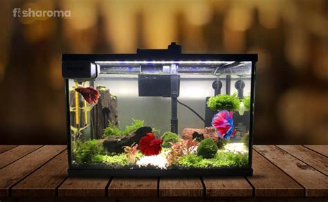 Betta Fish Tank Decorations – Best Ideas to Keep Your Pet Fish Happy