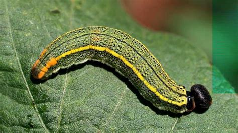 Beware of Bean Leafroller in Your Legume Crops - Growing Produce