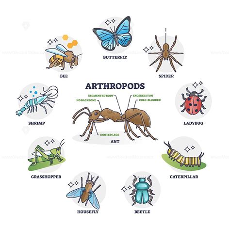 Arthropods animal group collection and segmented body anatomy outline ...