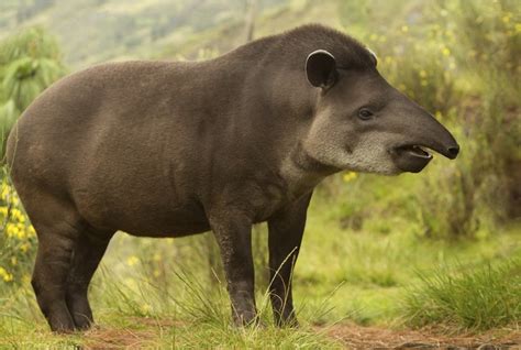 Tapir - Natural History on the Net