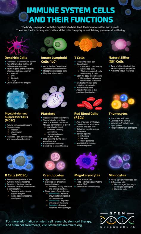 Types of Immune System Cells and Their Functions | Nursing school ...