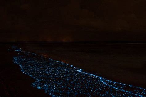 Bioluminescent Phytoplankton: What Makes It Glow?