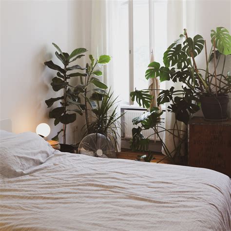 Bedroom Plants To Purify Air | www.resnooze.com